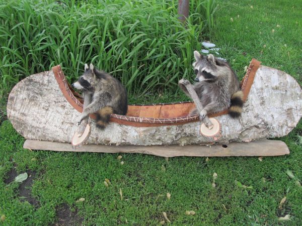 Romantic Raccoons
