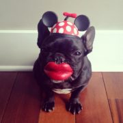 The Hipster French Bulldog