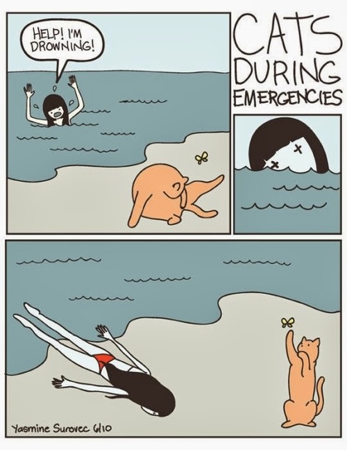 Cats during emergencies