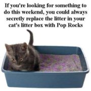 Kitty Pop Rocks
