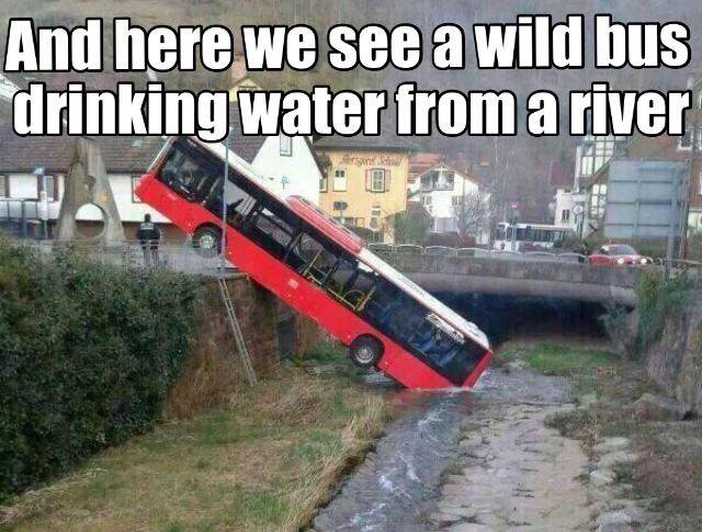Wild bus drinking water from a river