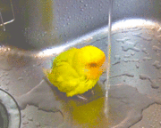 D’aww, happy lovebird takes a bath in the kitchen sink!