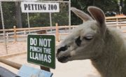 Do not punch the llamas