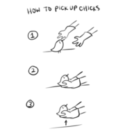 How to pick up chiks