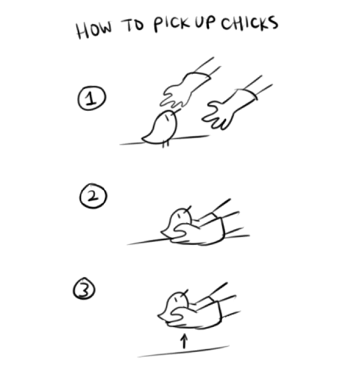 How to pick up chiks