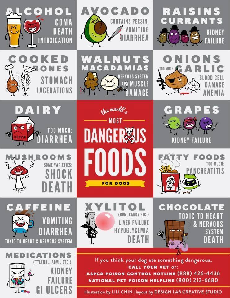 Most dangerous foods for dogs