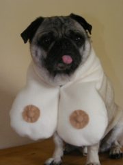 Pug with boob pillows