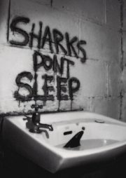Sharks don’t sleep