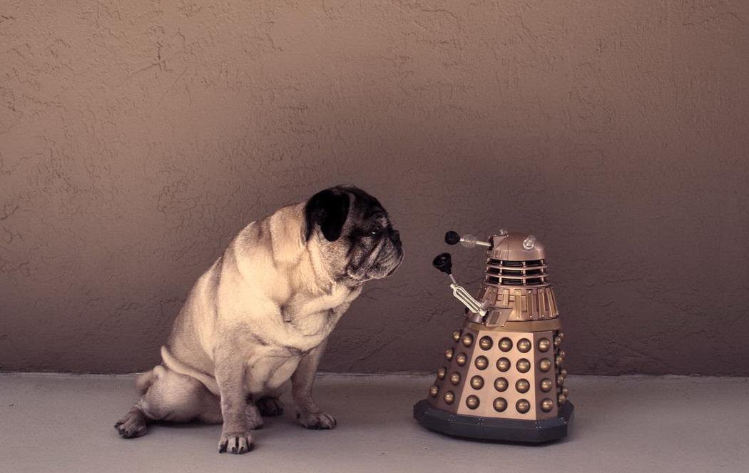 Daleck vs pug