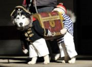 Arrgghh pirate dog costume