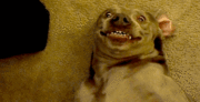 Dog grin