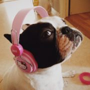 Lady frenchie with hello kitty headphones