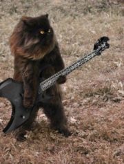 Black metal cat