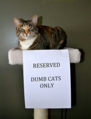 Reserved. Dumb cats only.