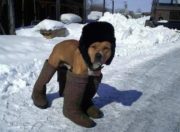 Russian dog is ready for some serious winter