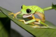 Surprised tree frog