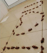 Dead cockroach love message