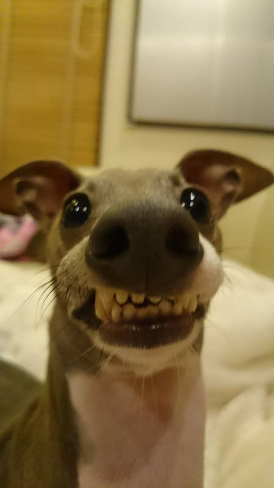 Doggy smile