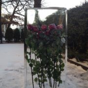 Frozen red roses