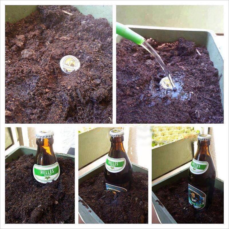 How to grow a beer