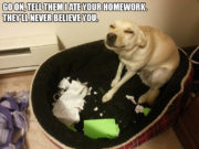I ate you homework