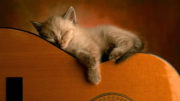 Kitten sleeping on a guitar