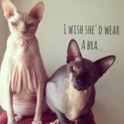 Naked cats