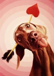 Silly Valentines dog