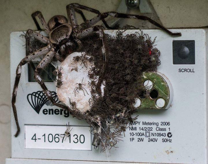 This is how Australians ensure their electricity meter doesn’t get read