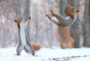 squirrels catching cones