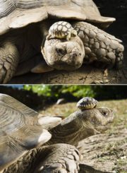 150 year old mother and her 5 day old son.