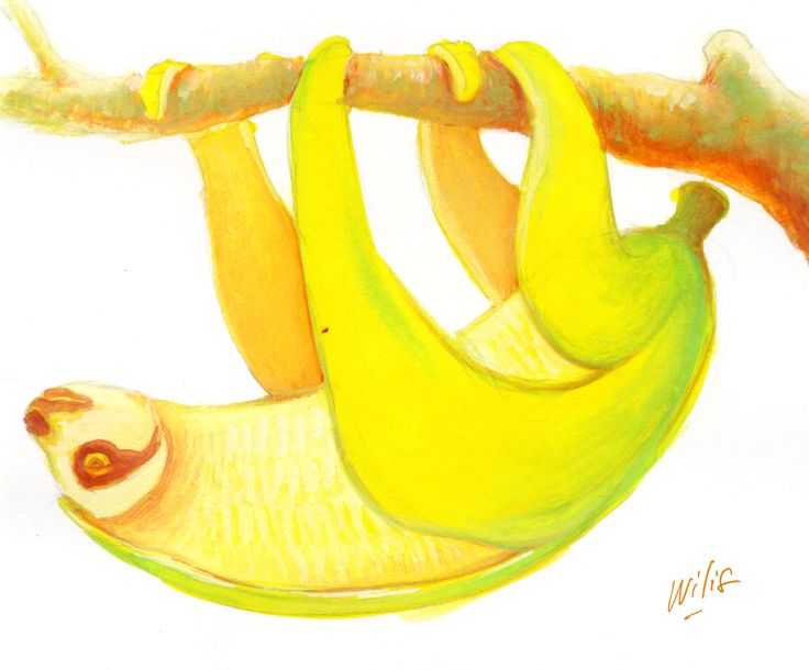 Banana Sloth