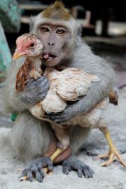 Chicken loving monkey