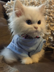 Cute kitten in a shirt