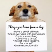 Things to learn from a dog