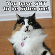 You have got to be kitten me!