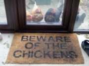 Beware of the chickens