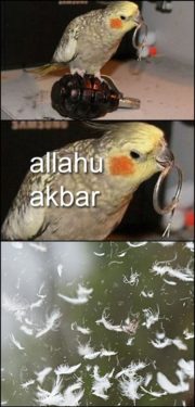 Allahu akbar parrot