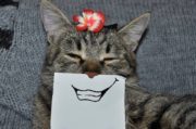 Artificial cat – smile