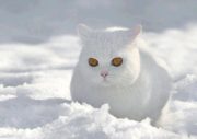 Beautiful white cat in the snow