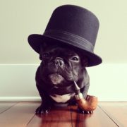 Classy frenchie