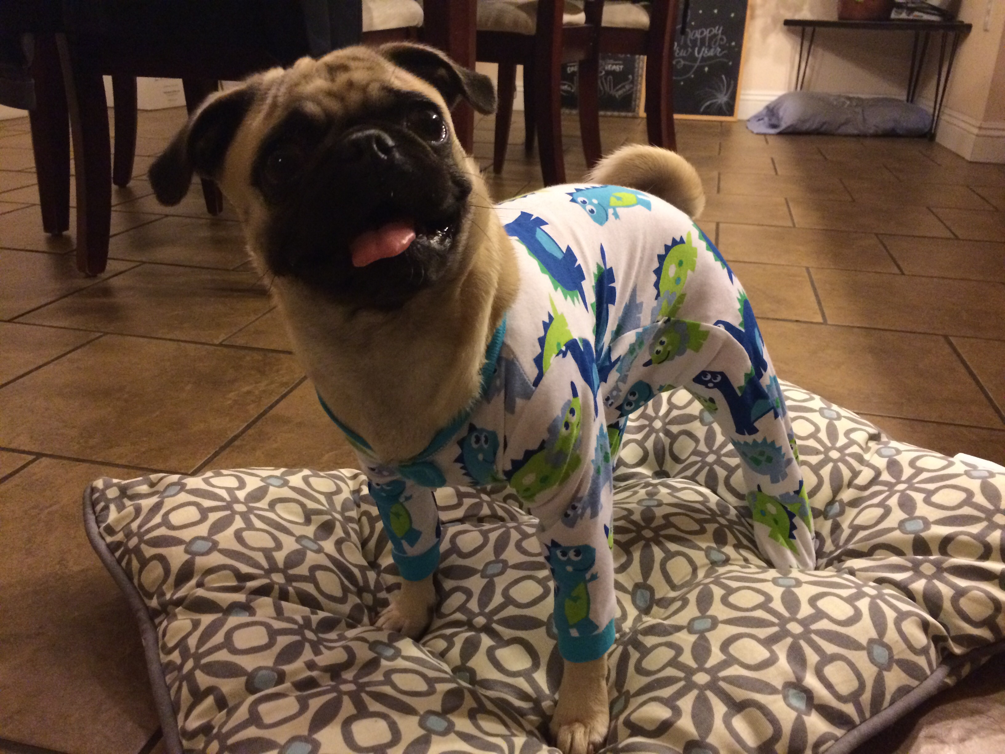 Cute pug in pajamas