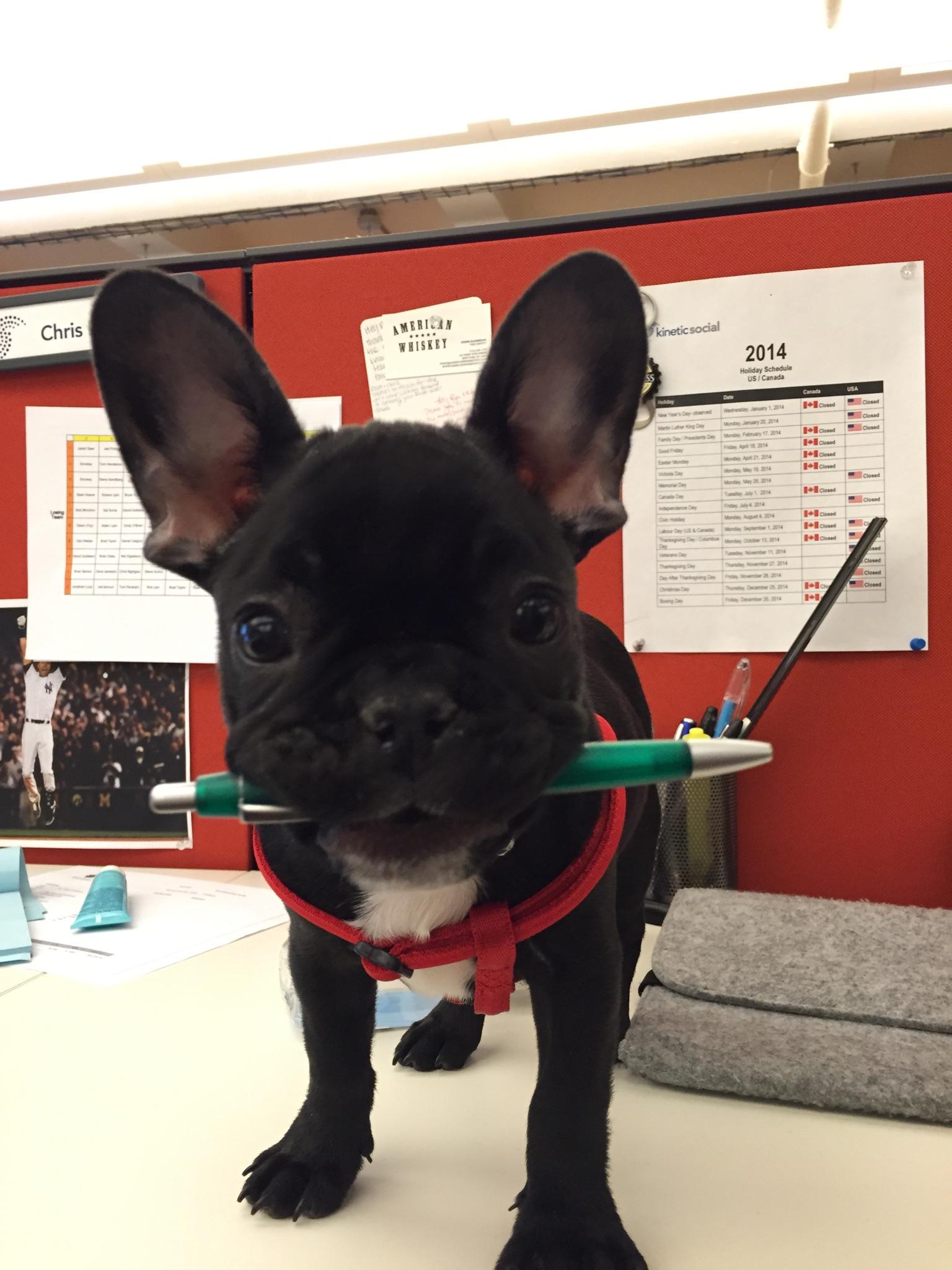 Frenchie office assistant