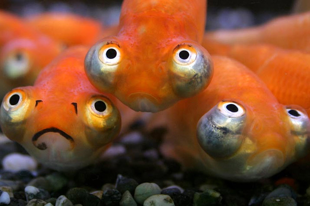 Funny goldfish babies