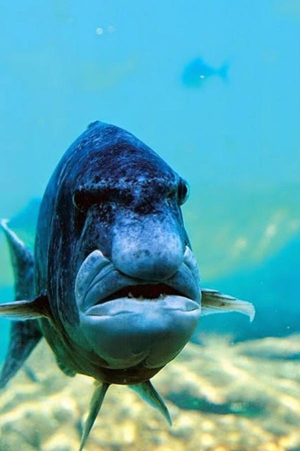 Grumpy fish