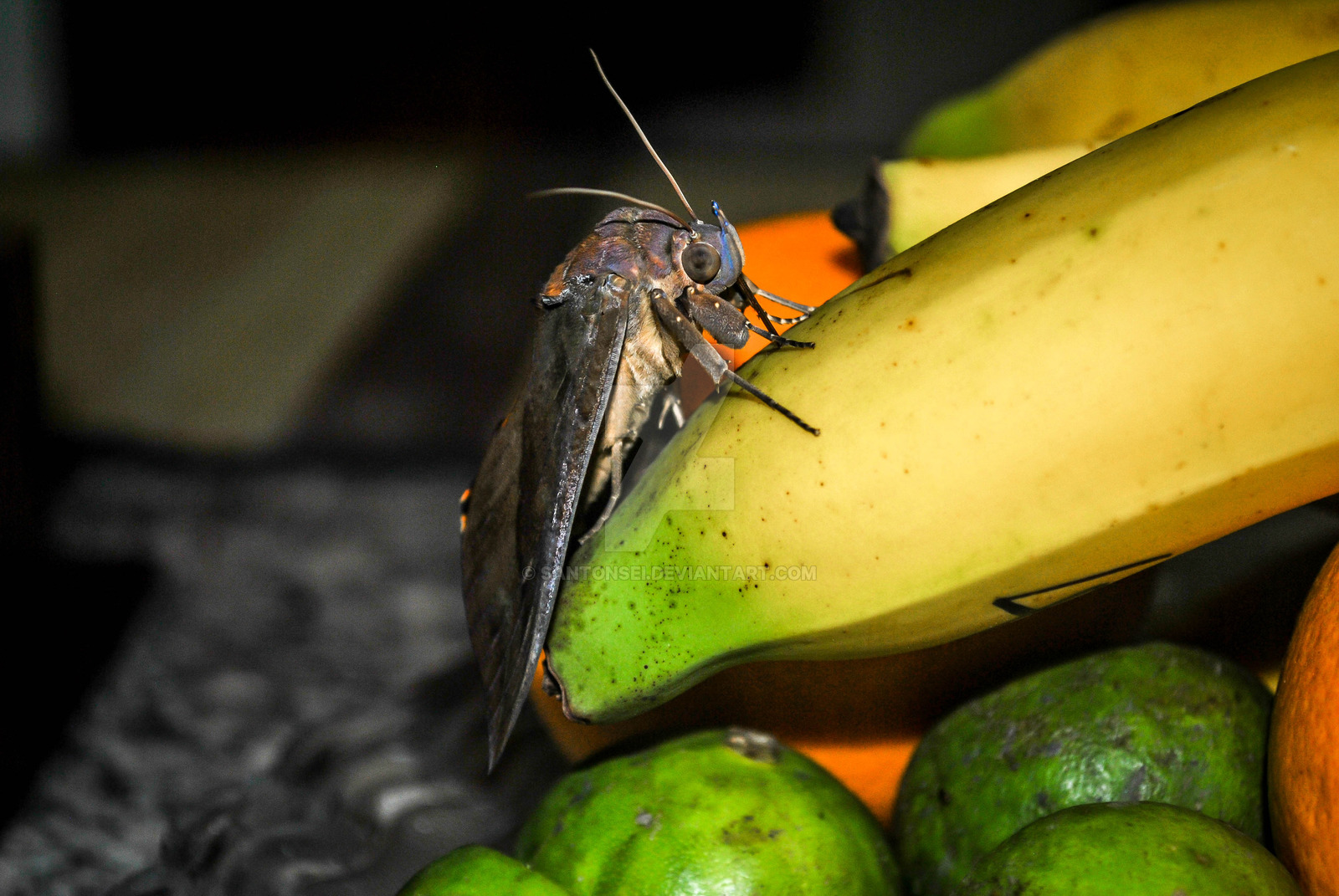 Huge moth eating a banana