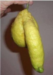Lemon dick