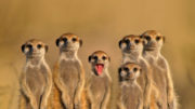 Meerkat family