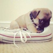 Puppy pug in a Converse sneaker