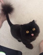 Shaved derp cat